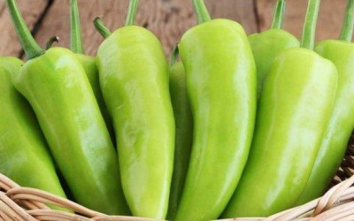 Biber Yetiştiriciliği Nasıl Yapılır?