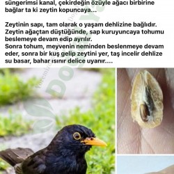Delice Zeytinyağı 