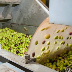 Erken Hasat Soğuk Sıkım Zeytinyağı 5L