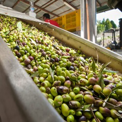 Erken Hasat Naturel Soğuk Sıkım Zeytinyağı 1L