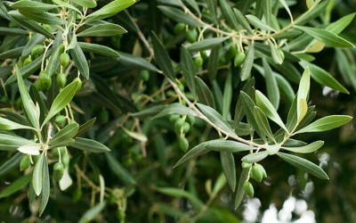 Zeytin Yaprağı Çayı Nasıl Yapılır?