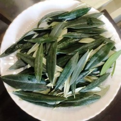 Zeytin Yaprağı  